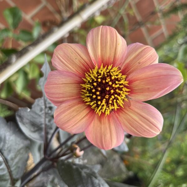 Dahlia Happy Single Kiss Tubers