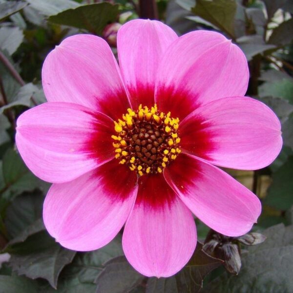 Dahlia Happy Single Wink Tubers