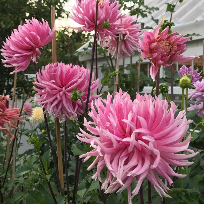 Dahlia Hollyhill Cotton Candy Tubers