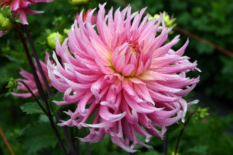 Dahlia Hollyhill Cotton Candy Tubers