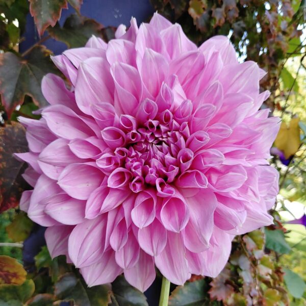Dahlia Lavender Perfection Tubers