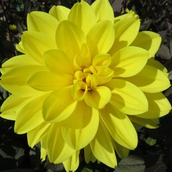Dahlia Meteorite Tubers