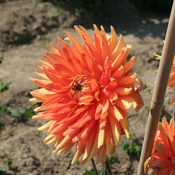 Dahlia Motto Tubers