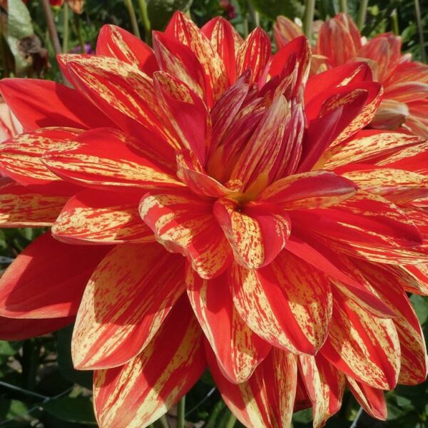 Dahlia Neo Tubers