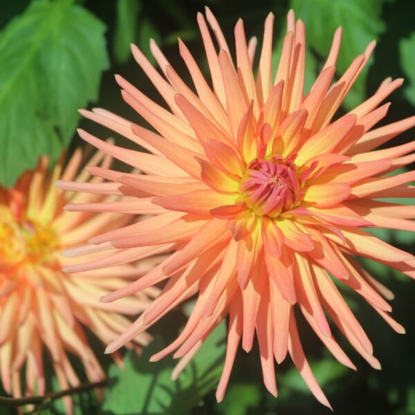 Dahlia Park Record Tubers