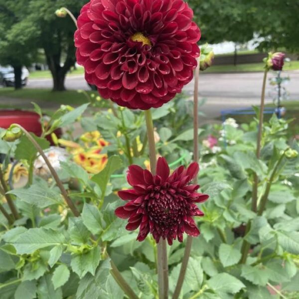 Dahlia Red Cap Tubers