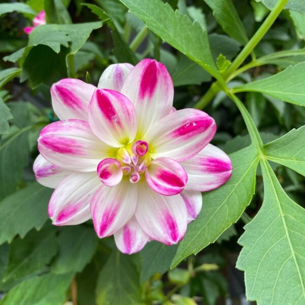 Dahlia Saint Martin Tubers