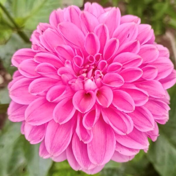 Dahlia Sandra Tubers