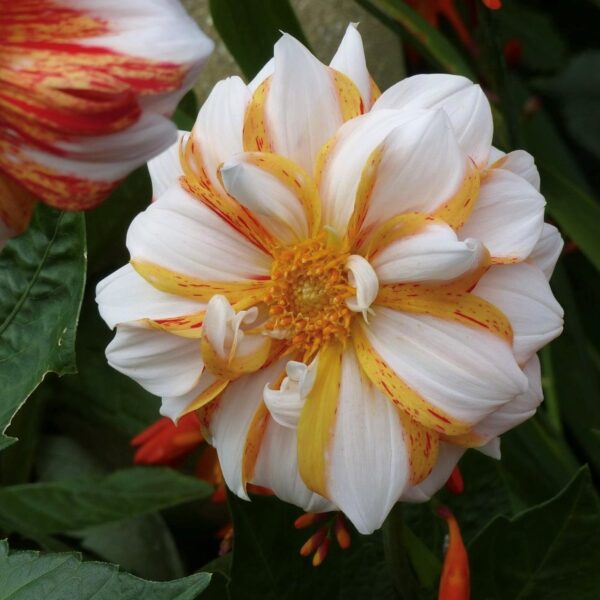 Dahlia Sun & Ice Tubers