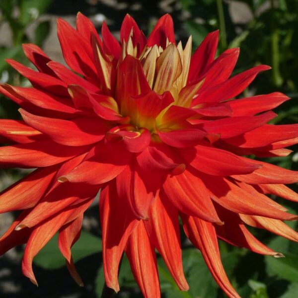 Dahlia Vulcan Tubers