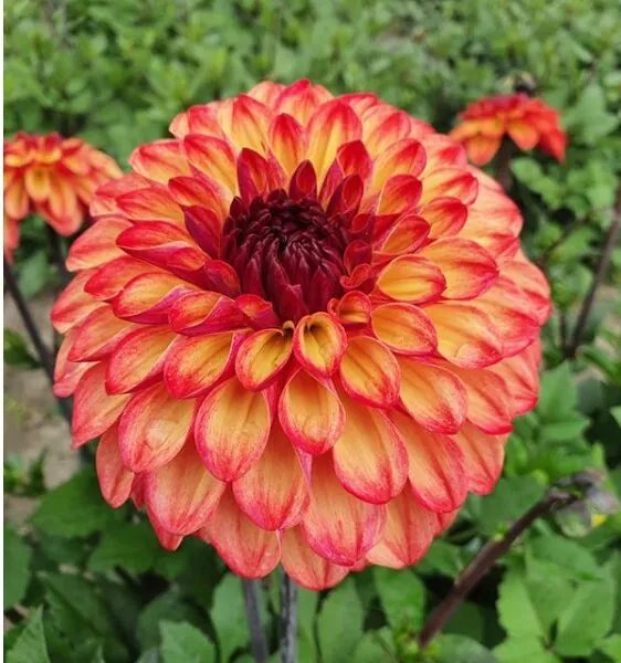 Dahlia Ding a Dong Tubers