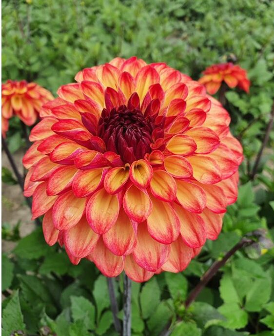 Dahlia Ding a Dong Tubers