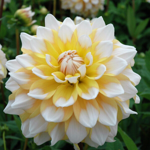 Dahlia Seattle Tubers