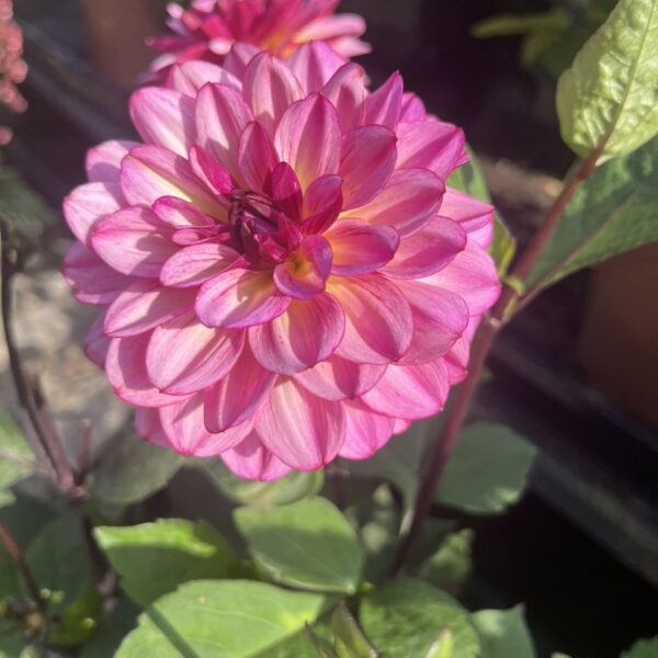Dahlia Muchacha Tubers