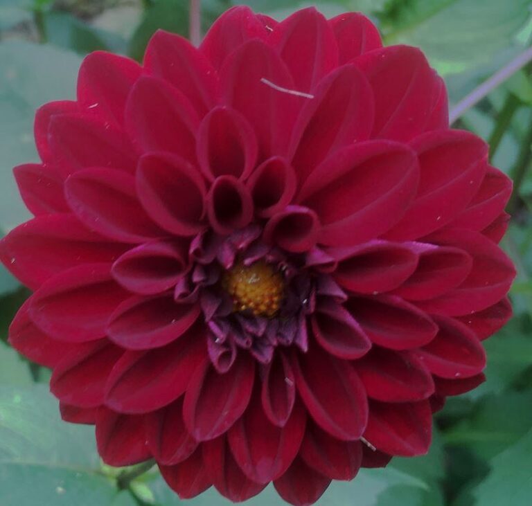 Dahlia Night Queen Tubers Shaw Green Dahlias 🇬🇧 Uk Trusted Company