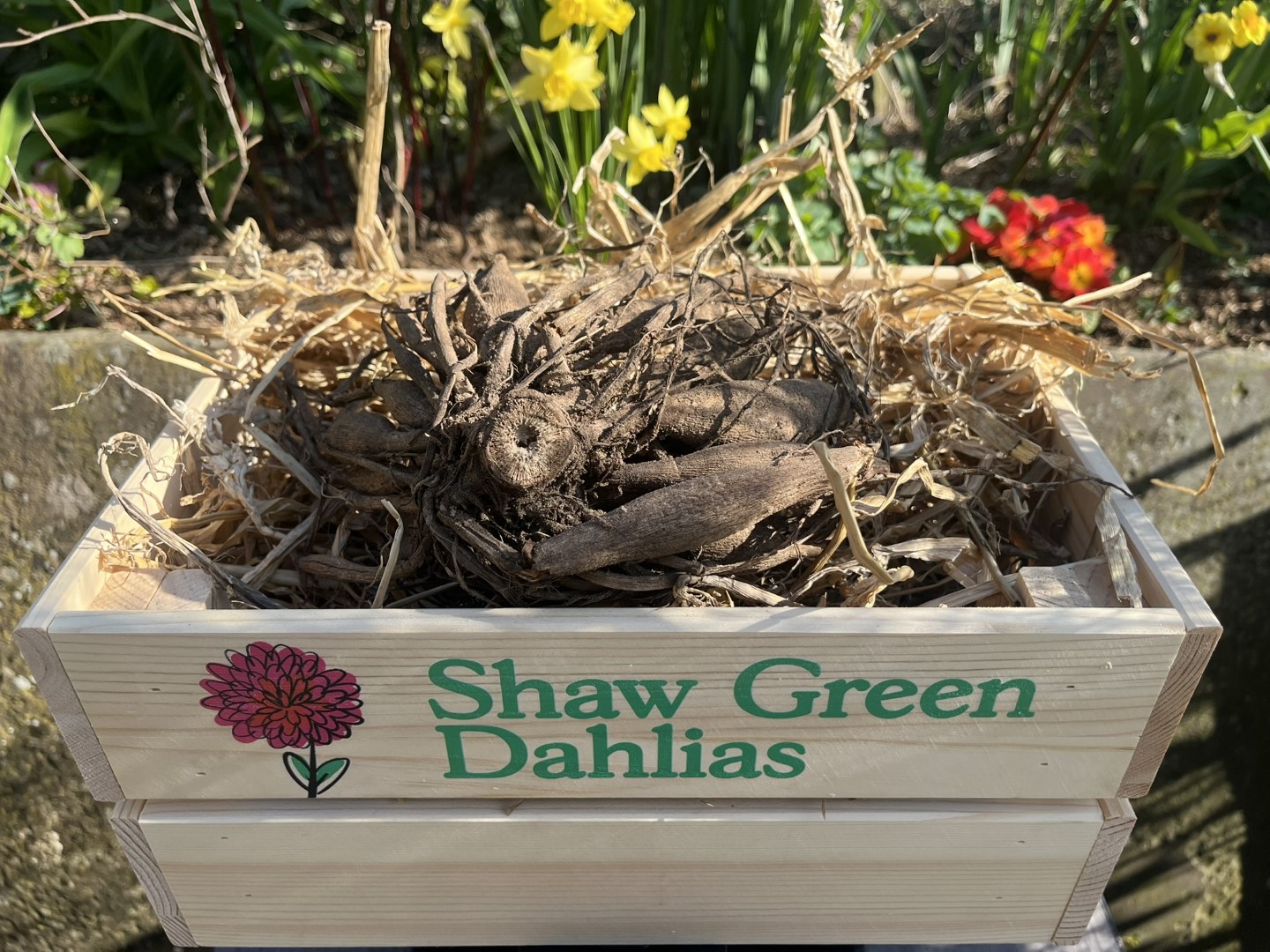 Peepers Dahlia Green