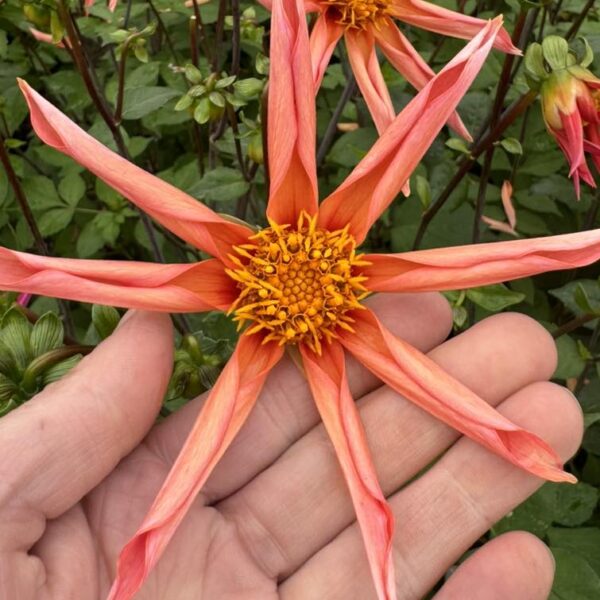 Dahlia Honka Orange