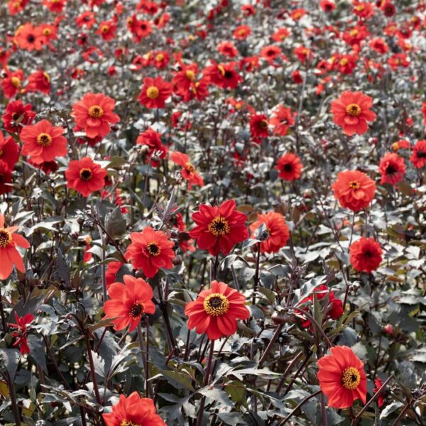 Dahlia Black Forest Ruby Seeds
