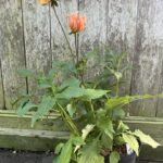 Dahlia Autumn Fairy 40/60cm (2L)