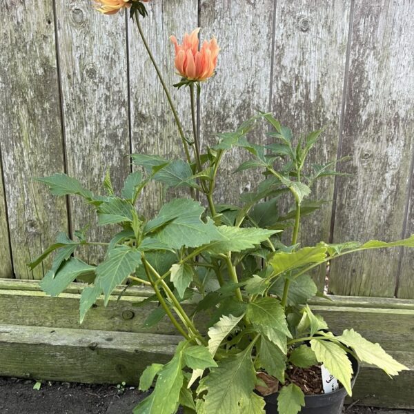 Dahlia Autumn Fairy Potted Plant