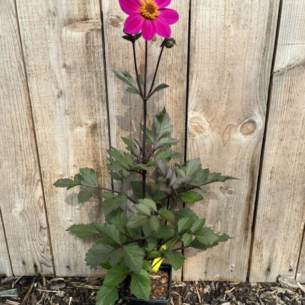 Dahlia 'Hadrians Bubblegum'