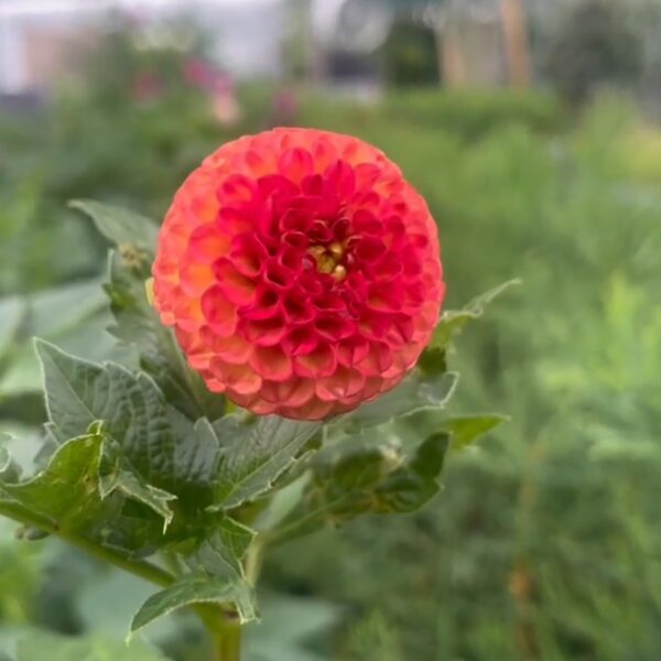 Dahlia Little Beeswing Tubers